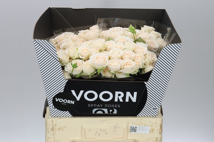 <h4>Rosa Tr Sofie</h4>