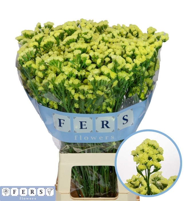 <h4>LIM S GLOSSY WINGS</h4>