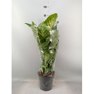 Dieffenbachia seg. 'Reeva'
