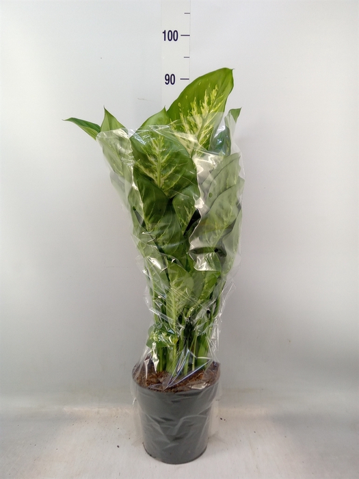 <h4>Dieffenbachia seg. 'Reeva'</h4>
