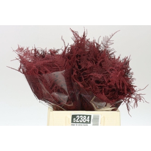 Aspa 1e Veren Bordeaux X50