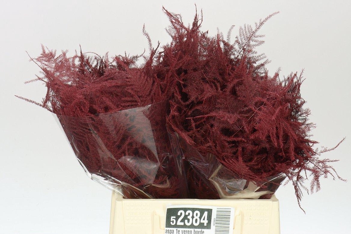 <h4>Aspa 1e Veren Bordeaux X50</h4>