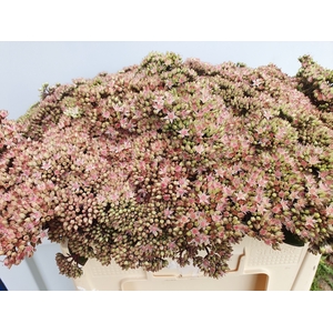 SEDUM MATRONA