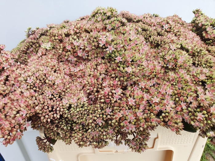 <h4>SEDUM MATRONA</h4>