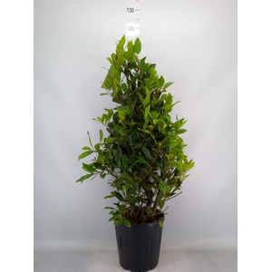 Laurus nobilis