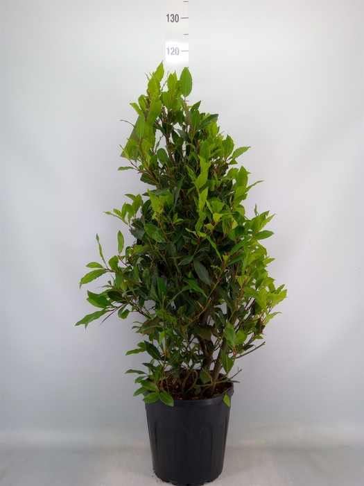 <h4>Laurus nobilis</h4>