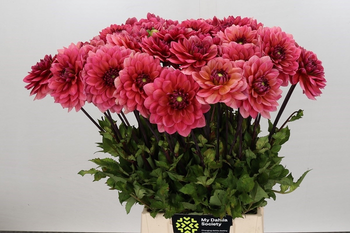 Dahlia Salmon Runner