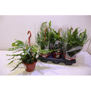 arr8 Micros Diversifolium In Hangpot