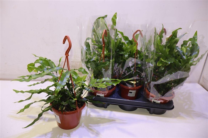 <h4>arr8 Micros Diversifolium In Hangpot</h4>