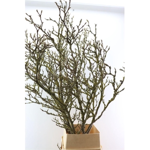 Magnolia Grandiflora Grillig 160cm P Stem X5