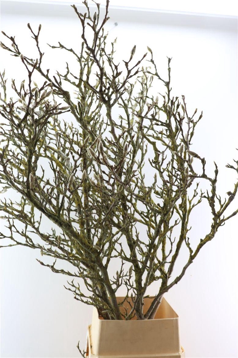 <h4>Magnolia Grandiflora Grillig 160cm P Stem X5</h4>