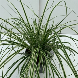 Carex 'Evercream'