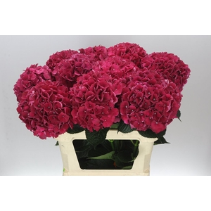 Hyd Ruby Red