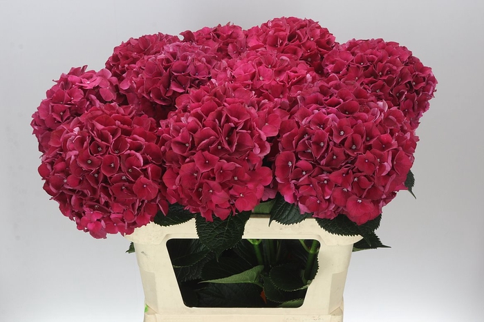 <h4>Hyd Ruby Red</h4>