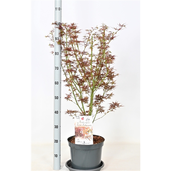 <h4>Acer pal.jerre Schwartz</h4>