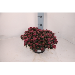 SEDUM SPU SPOT D ROS