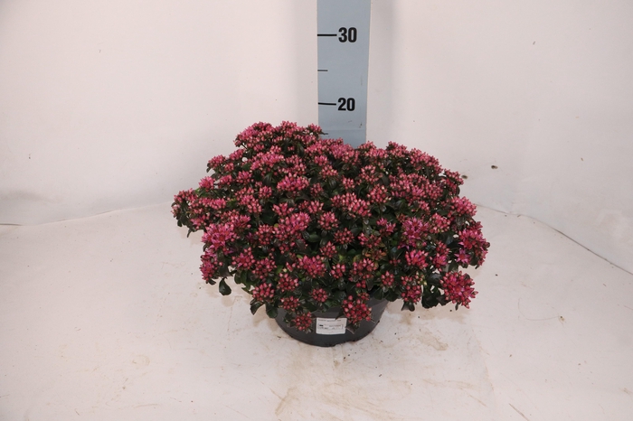 <h4>SEDUM SPU SPOT D ROS</h4>