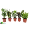 Overig kamerplanten gemengd Easy Care mix