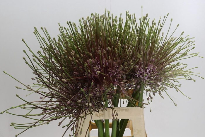 <h4>Allium Schubertii</h4>