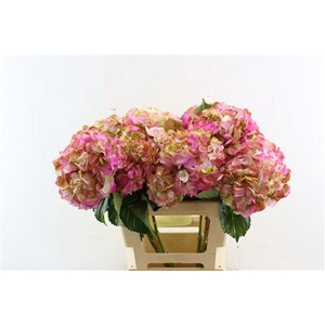 HYDR M AMETHYST LIGHT PINK TINTED