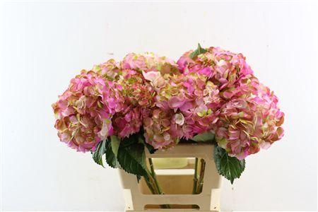 <h4>HYDR M AMETHYST LIGHT PINK TINTED</h4>