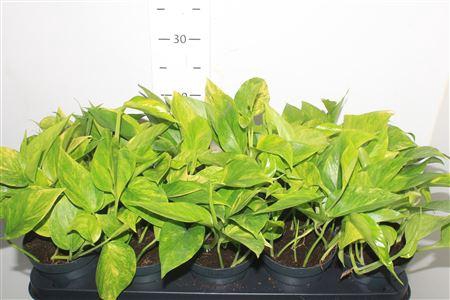 <h4>Epipr Hicolor</h4>