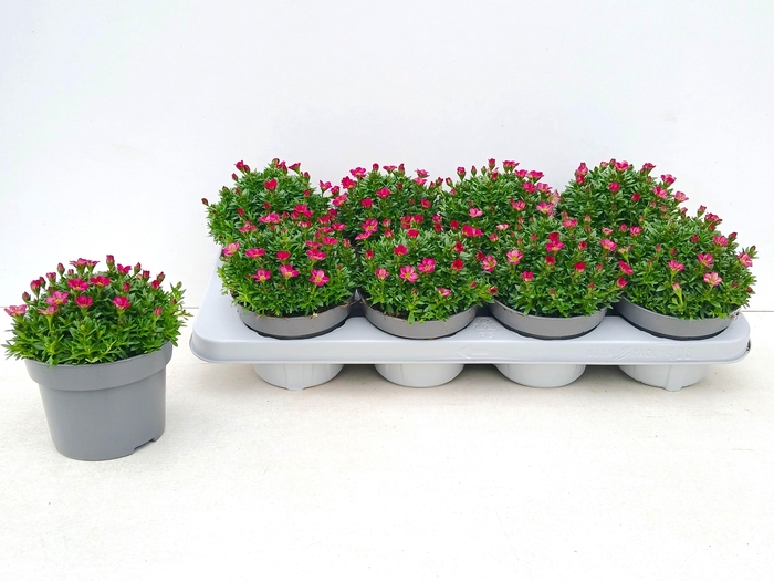 <h4>SAXIF AR ICE COL RED</h4>