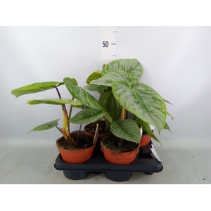 Philodendron   ...