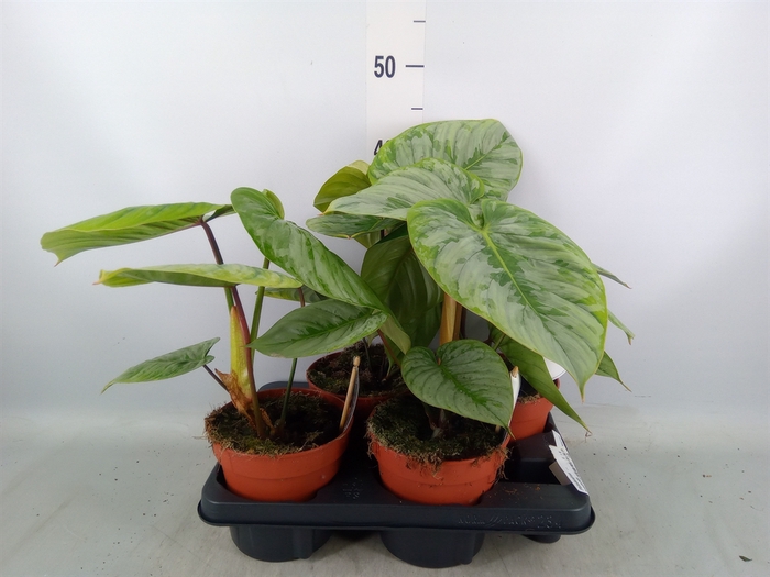 <h4>Philodendron   ...</h4>