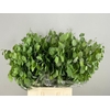 Lunaria Fresh Green Extra