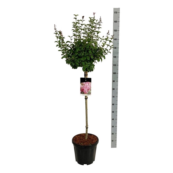 <h4>Syringa 'Flowerfesta' ® Pink</h4>