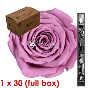 60cm Stem Vio02 Bulk