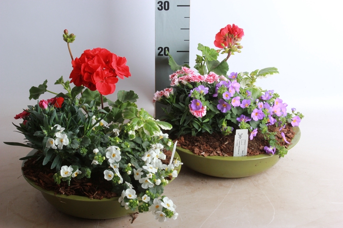 <h4>ARR TUINPLANTEN</h4>