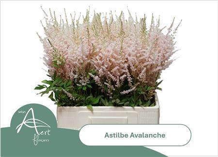 <h4>Astil Ja Avalanche</h4>
