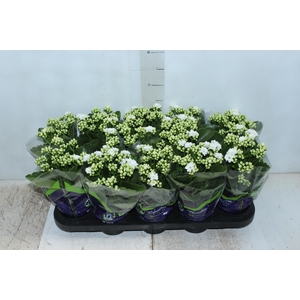 KALANCHOE DOBRADO P11 BRANCO