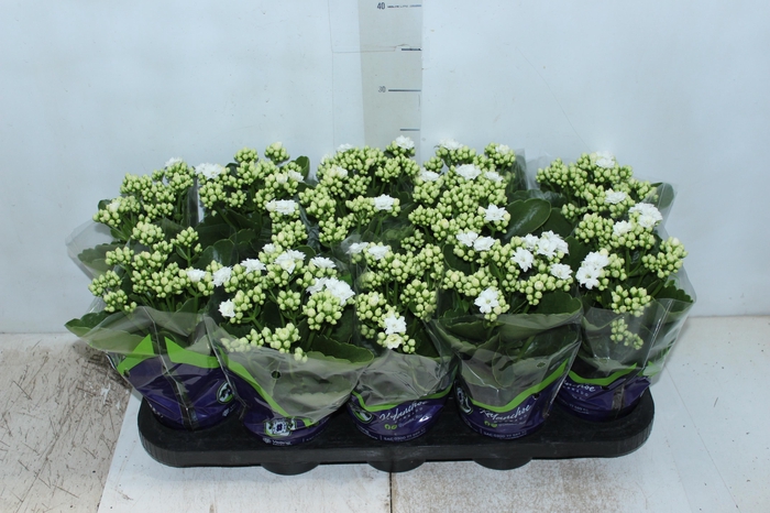 <h4>KALANCHOE DOBRADO P11 BRANCO</h4>