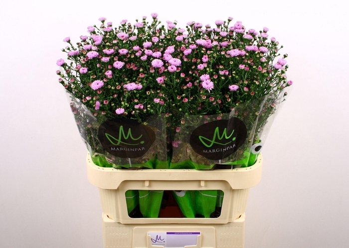 <h4>ASTER N-B 'DOUBLE DATE PINK'</h4>