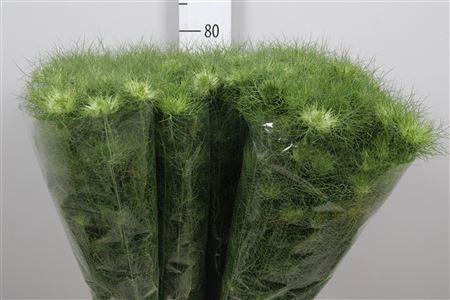 <h4>Nige D Green Dream</h4>
