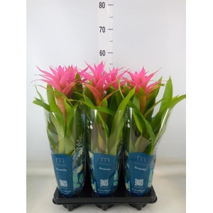 Guzmania  'Suerte Cerise'