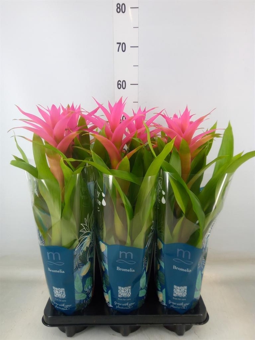 <h4>Guzmania  'Suerte Cerise'</h4>