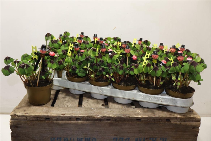 <h4>arr8 Oxalis Deppei</h4>