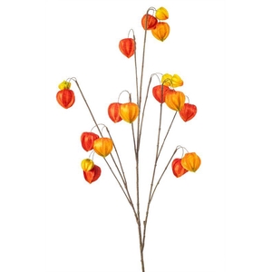 Lampionplant spray x10 110cm oranje