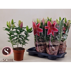 LIL OR STARLIGHT EXP