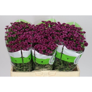 Sant Calimero Dark Pink