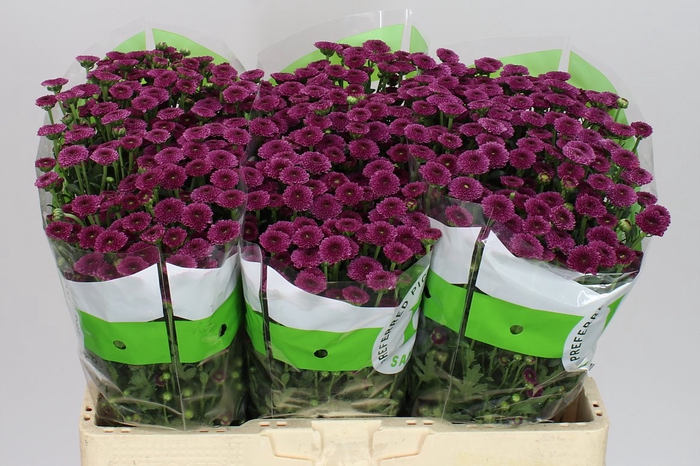 <h4>Sant Calimero Dark Pink</h4>