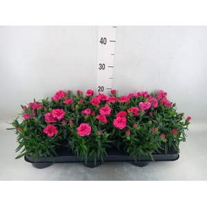 Dianthus  'Super Trouper Oscar'