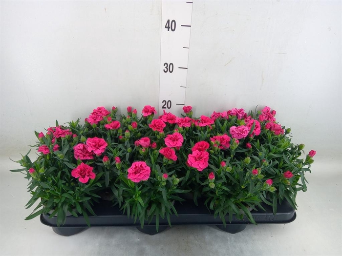 <h4>Dianthus 'Super Trouper Oscar'</h4>