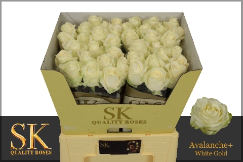 <h4>Rosa large avalanche+ Koene White Gold</h4>