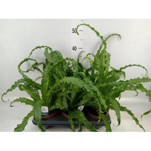 Asplenium antiquum 'Osaka'