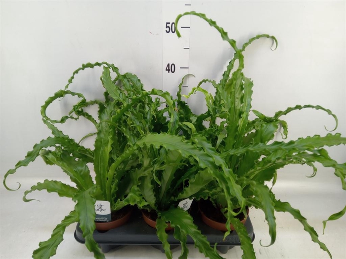 <h4>Asplenium antiquum 'Osaka'</h4>